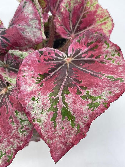 Venetian Red, Begonia Rex, 4 inch, Painted-Leaf Begonia, Unique Homegrown Exclusive