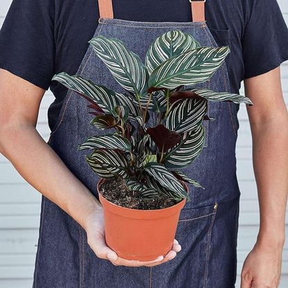 Calathea Ornata Live Plant for Indoor | Different Houseplants in 4'' & 6'' Pot | Real House Plant for Living Room, Office, Desk & Bathroom | Peacock Plant | Zebra Plant