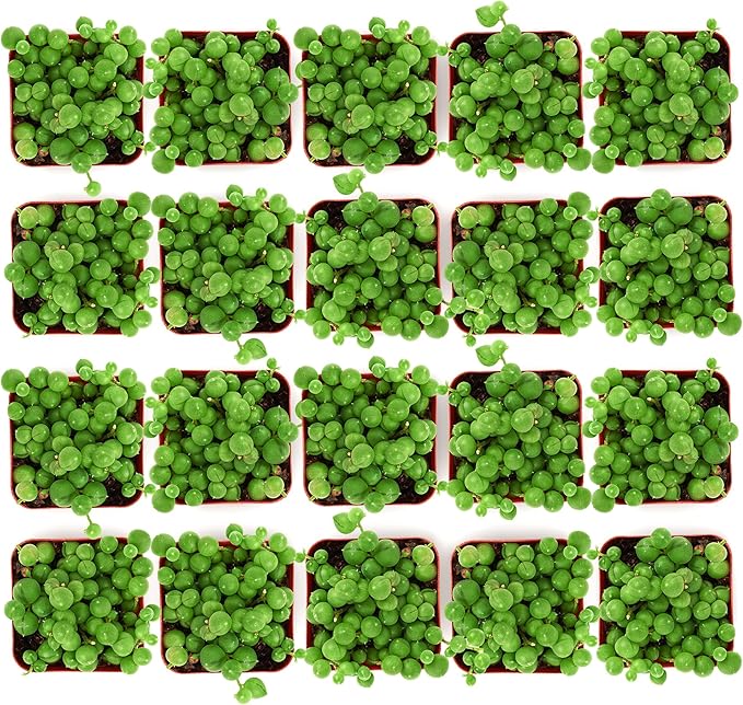 Shop Succulents String of Pearls Succulent Plant 2" Grow Pot Pack of 100