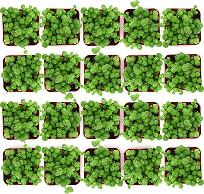 Shop Succulents String of Pearls Succulent Plant 2" Grow Pot Pack of 100