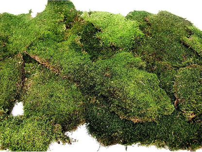 SuperMoss (21485) Sheet Moss – Flat Moss for Plants, Terrariums, Wedding Decor & Crafts, Safe, Non-Toxic, Long-Lasting Green Moss for Indoor Plants, Vivariums & Green Wall Art, 175 Cu. in., Preserved