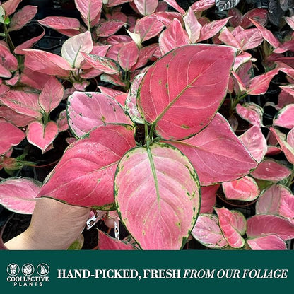 CoollectivePlants Aglaonema Geely Red – Live Plant in 4″ Grower’s Pot, Deep Red Variegated Chinese Evergreen, Easy Low Light Indoor Houseplant - Includes UniHeat Pack for Winter Protection