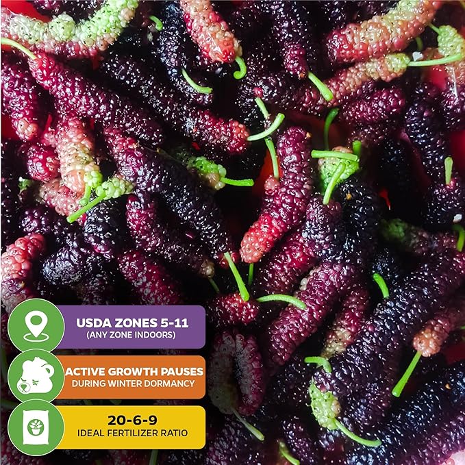 Pakistan Mulberry Live Tree - Morus Nigra Starter Plant - Wellspring Gardens - Dwarf Fruit Tree Ideal for Patio, Bonsai & Landscaping - Produce Fresh Berries -Companion to Elderberry Blueberry & Lilac