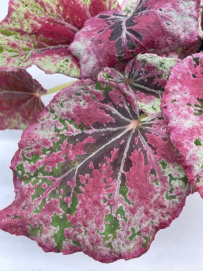 Venetian Red, Begonia Rex, 4 inch, Painted-Leaf Begonia, Unique Homegrown Exclusive