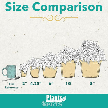 Golden Pothos Plant Live House Plant Live Plants, Trailing Plants Live Houseplants, Golden Pothos Live Plant Houseplant, Live Pothos Devils Ivy Live Plant Money Plant Indoor Plants by Plants for Pets