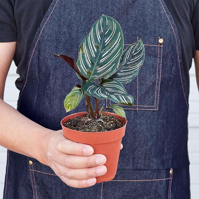 Calathea Ornata Live Plant for Indoor | Different Houseplants in 4'' & 6'' Pot | Real House Plant for Living Room, Office, Desk & Bathroom | Peacock Plant | Zebra Plant