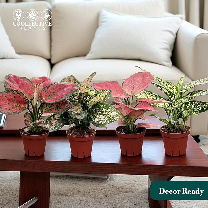 CoollectivePlants Aglaonema Live Plant Combo (Pack of 4) – Grower’s Choice Assorted Chinese Evergreen Indoor Plants Live Houseplants in 4” Growers Pots | Easy Low Light Indoor Plants