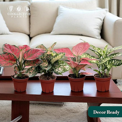 CoollectivePlants Aglaonema Live Plant Combo (Pack of 4) – Grower’s Choice Assorted Chinese Evergreen Indoor Plants Live Houseplants in 4” Growers Pots | Easy Low Light Indoor Plants