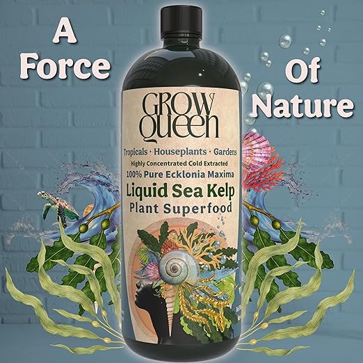 Organic Liquid Kelp & Seaweed Extract (Ecklonia Maxima) Super Plant Food - Indoor Houseplant Fertilizer - Organic Fertilizer for Flowers, Seedlings & Gardens - 16oz Treats 110 Gallons