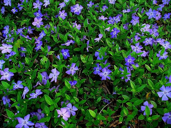 Greenwood Nursery: Live Ground-Cover Plants - Vinca Minor + Lesser/Dwarf Periwinkle - [Qty: 50 Bare Roots] - (Click for Other Available Plants/Quantities)