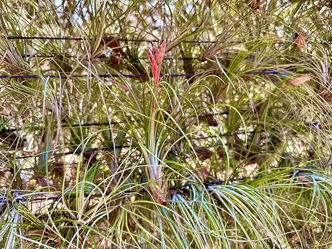 ragnaroc Air Plants - Tillandsia Juncea, Jumbo 8-12" - 1ct - Live Arrival Guaranteed - House Plants for Home Decor & Gift