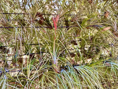 ragnaroc Air Plants Bulk - Tillandsia Juncea Wholesale, Jumbo 8-12" - 30ct - Live Arrival Guaranteed - House Plants for Home Decor & Gift