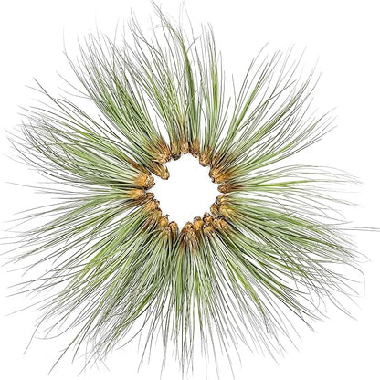 ragnaroc Air Plants Bulk - Tillandsia Juncea Wholesale, Jumbo 8-12" - 30ct - Live Arrival Guaranteed - House Plants for Home Decor & Gift