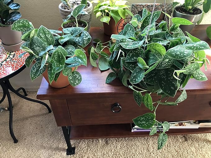 Satin Pothos - Live Plant in a 4 Inch Pot - Scindapsus Pictus - Elegant Indoor Houseplants Straight from The Nursery