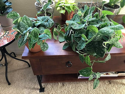 Satin Pothos - Live Plant in a 4 Inch Pot - Scindapsus Pictus - Elegant Indoor Houseplants Straight from The Nursery