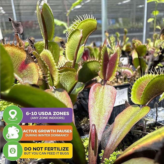 Venus Fly Trap Bundle - Akai Ryu (Red Dragon), King Henry, Dente & Original Carnivorous Plants by Wellspring Gardens - Indoor Starter Live Plants - Unique & Rare Fly Traps - Ideal for Halloween Decor
