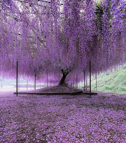 Purple Chinese Wisteria Tree - 6-12" Tall Seedling - 2.5" Pot - Live Plant - Wisteria sinensis