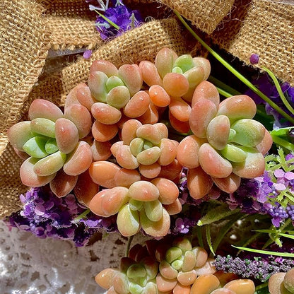 Graptosedum Miul Succulent Plants Live – Rare Hybrid Succulent, Easy Care Indoor Outdoor Plant for Home, Garden, Terrarium & Gift
