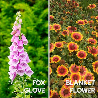 Wildflower Seeds Bulk - Meadow Wildflower Seed Mix, 5 Lbs Bulk, Annual & Perennial Wildflowers Seeds for Planting, Wild Flower & Grass Garden Mixture, Mountain Valley Seed Company