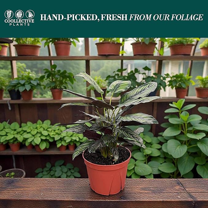Calathea Beauty Star | Live Plant in a 4 Inch Growers Pot, Live Indoor, Easy to Grow, Easy to Care, and Low Maintenance Houseplant (6" Pot)