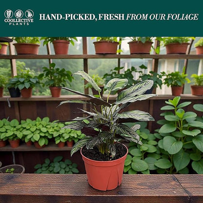 Calathea Beauty Star | Live Plant in a 4 Inch Growers Pot, Live Indoor, Easy to Grow, Easy to Care, and Low Maintenance Houseplant (6" Pot)