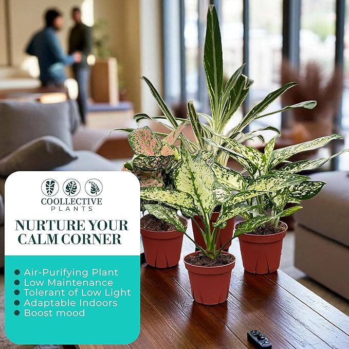 CoollectivePlants Aglaonema Live Plant Combo (Pack of 4) – Grower’s Choice Assorted Chinese Evergreen Indoor Plants Live Houseplants in 4” Growers Pots | Easy Low Light Indoor Plants