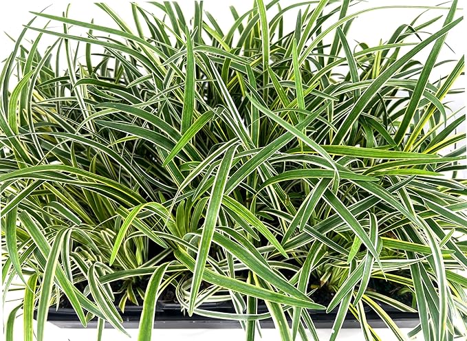 Variegated Liriope | 18 Live 4 Inch Pots | Liriope Muscari Variegata | Ornamental Ground Cover Plants | Evergreen Foliage