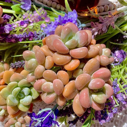 Graptosedum Miul Succulent Plants Live – Rare Hybrid Succulent, Easy Care Indoor Outdoor Plant for Home, Garden, Terrarium & Gift