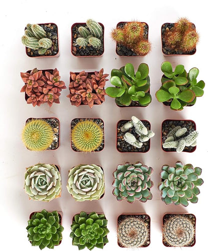 Shop Succulents Premium Live Mini Cactus and Succulent Plants in 2" Pots, Easy Care Indoor or Outdoor Gardening, Terrariums, Favors, & Contemporary Spaces with Hardy, Resilient Varieties, Pack of 64