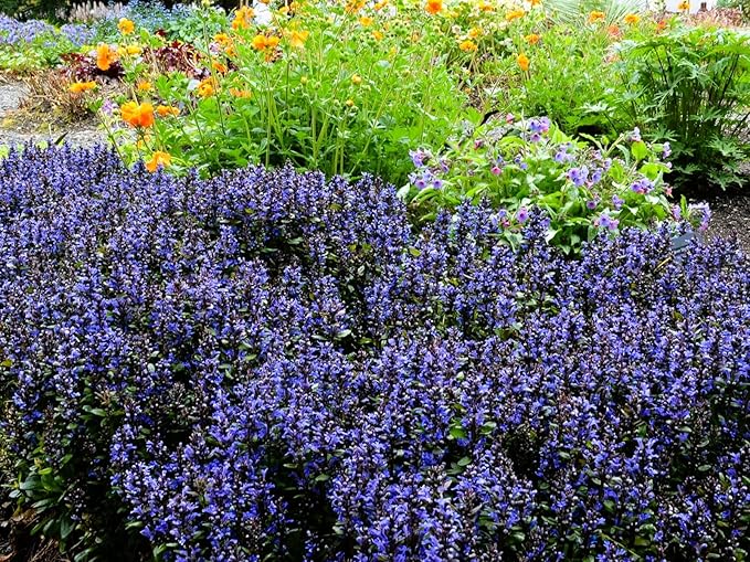 Greenwood Nursery: Live Ground-Cover Plants - Blueberry Muffin Bugleweed + Ajuga Reptans - [Qty: 10x Pint Pots] - (Click for Other Available Plants/Quantities)
