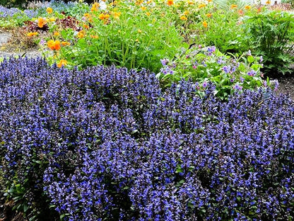 Greenwood Nursery: Live Ground-Cover Plants - Blueberry Muffin Bugleweed + Ajuga Reptans - [Qty: 1x Pint Pot] - (Click for Other Available Plants/Quantities)