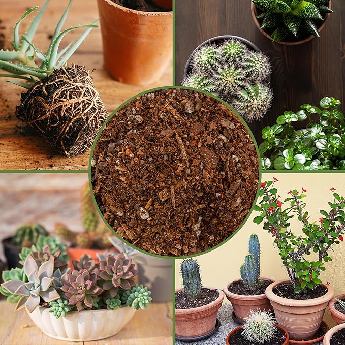 Soil Sunrise Cactus and Succulent Potting Mix (8 Quarts) Special Blend-Fast Draining and Desert-Style Gritty