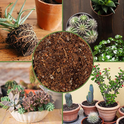 Soil Sunrise Cactus and Succulent Potting Mix (8 Quarts) Special Blend-Fast Draining and Desert-Style Gritty