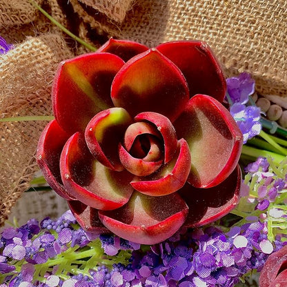 Succulent Plants Live Echeveria Red Lantern – Bright Red Rare Succulent, Easy Care Live Plant for Indoor Outdoor Home & Garden Decor