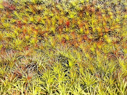 ragnaroc Air Plants - Tillandsia Ionantha Pack, Regular 1-3" - 5ct - Live Arrival Guaranteed - House Plants for Home Decor & Gift