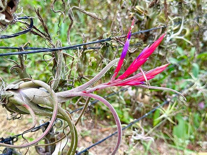 ragnaroc Air Plants - Flowering Tillandsia Caput Medusae, Large 5-7" - 3ct - Live Arrival Guaranteed - House Plants for Home Decor & Gift