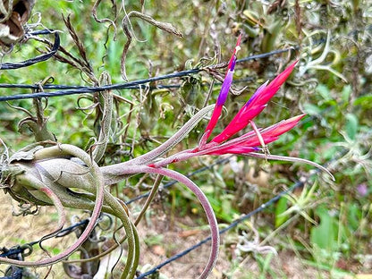 ragnaroc Air Plants - Flowering Tillandsia Caput Medusae, Large 5-7" - 1ct - Live Arrival Guaranteed - House Plants for Home Decor & Gift