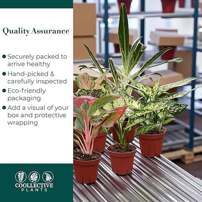 CoollectivePlants Aglaonema Live Plant Combo (Pack of 6) – Grower’s Choice Assorted Chinese Evergreen Indoor Plants Live Houseplants in 4” Growers Pots | Pet Friendly | Easy Care Low Light Houseplants