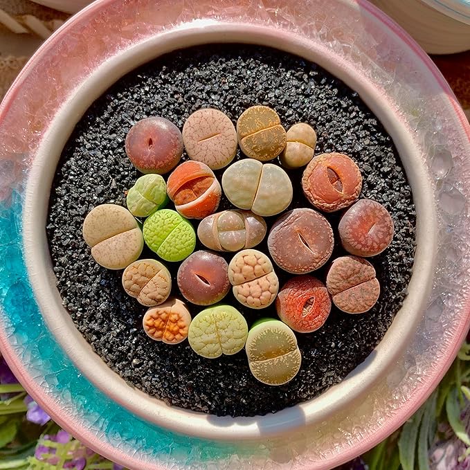 Lithops Succulent Plants Live – 0.4-0.6" 10 Pcs Rare Living Stones Mix, Succulents Bare Root Without Pot & Soil, Easy-Care Indoor Office Desk Decoration, Unique Plant Gifts for Succulent Lovers