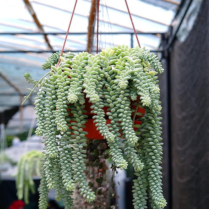 Smoke Camp Crafts 7 Live Plant Cuttings for Propagation, Queen of The Night Plant, Burro's Tail, Pencil Cactus, Spider, Snake, Mother of Thousands Green