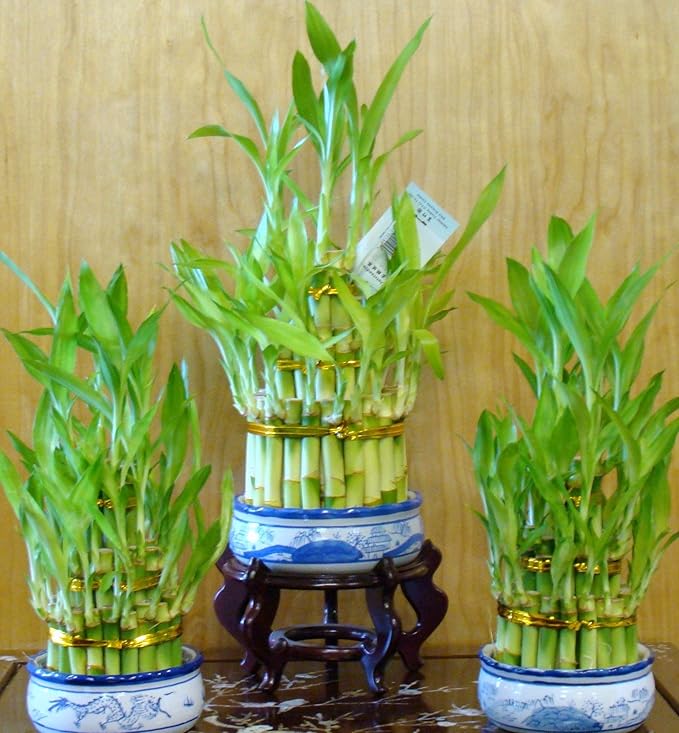 3 Layers Tower Lucky Bamboo with Ceramic Pot