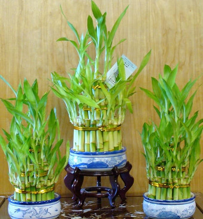 3 Layers Tower Lucky Bamboo with Ceramic Pot