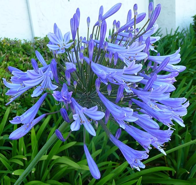 Agapanthus Africanus 'Lily of The Nile' - 3 Live Plants - 2" Pot Size - Blooming Groundcover
