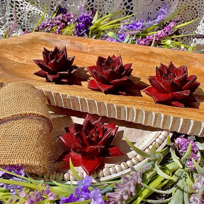 Succulent Plants Live Echeveria Agavoides v. Romeo Rubin – Easy Care Bare Root Succulents for Indoor Outdoor Decor, Mini Live Plants for Home, Garden, Office, & Gift Ideas