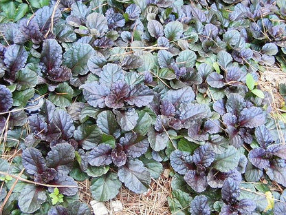 Greenwood Nursery: Live Ground-Cover Plants - Mahogany Bugleweed + Ajuga Reptans - [Qty: 2X Pint Pots] - (Click for Other Available Plants/Quantities)