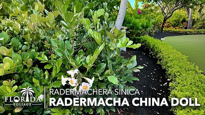 Radermacha | 1 Live Plants | Radermachera Sinica | Lush Indoor Tree | Live Houseplant | Easy Care | Air Purifying | Decorative Foliage | Fast Growing | Ideal for Home Or Office Decor