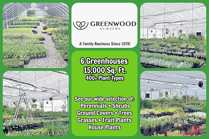 Greenwood Nursery: Live Ground-Cover Plants - English Ivy + Hedera Helix - [Qty: 3X Pint Pots] - (Click for Other Available Plants/Quantities)