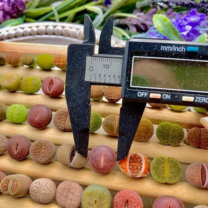 Lithops Succulent Plants Live – 0.4-0.6" 10 Pcs Rare Living Stones Mix, Succulents Bare Root Without Pot & Soil, Easy-Care Indoor Office Desk Decoration, Unique Plant Gifts for Succulent Lovers