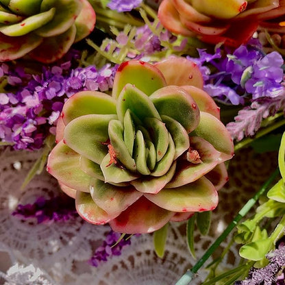 Echeveria Ice Rose Variegated Succulent Plants Live – Rare Colorful Succulent, Easy Care Bare Root Plant for Indoor Outdoor Planters