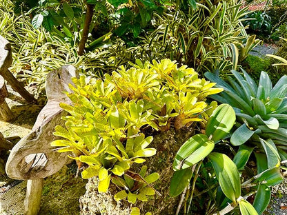 ragnaroc Live Plants – Bromeliad Neoregelia Tigrina, 8-12" in 6" Pot - 1ct - Live Arrival Guaranteed - House Plants for Home Decor & Gift